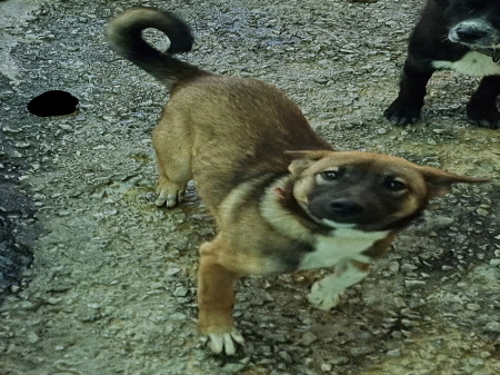 횡성유기동물보호센터_442426202300313